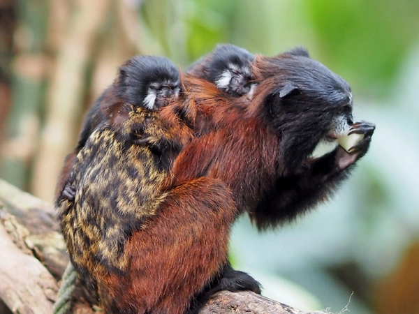Rotschultertamarin-Männchen Bruno mit seinen Zwillingen auf dem Rücken, Foto: Zoo Leipzig