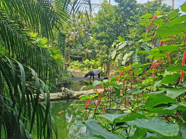Tapir iim Lebensraum in der Tropenerlebniswelt Gondwanaland, Foto: Zoo Leipzig