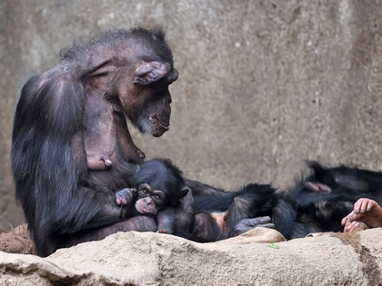 Schimpansen-Taufe zum Welt-Artenschutz-Tag im Zoo Leipzig Schimpansen-Taufe zum Welt-Artenschutz-Tag im Zoo Leipzig