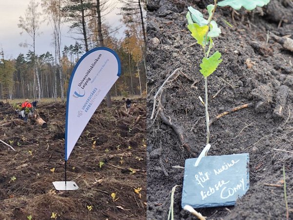 Die "Kraft-Bäume" im neu angelegten UKL-Wald stehen für individuelle Hoffnungen im Kampf gegen Krebs und universelle Symbole für Kraft und Nachhaltigkeit. Foto: privat