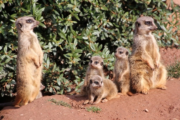 Ab zum K!DZ-Riesenkinderfest im Zoo Leipzig