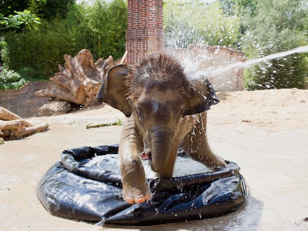 Sommerliche Abkühlung für Elefantenkalb Kiran, Foto: Zoo Leipzig