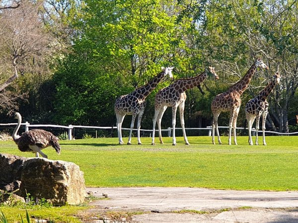 Blick aus dem Rosental - Giraffen auf der Savanne, Foto: Zoo Leipzig