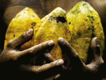 Dokumentarfilm CHOCOLATE OF PEACE – CACAO DEFYING VIOLENCE in den Passage Kinos Leipzig