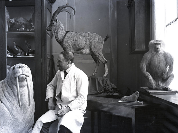 Herman H. Ter Meer im Atelier, Glas schwarz-weiß. Negativ, Foto: Naturkundemuseum Leipzig