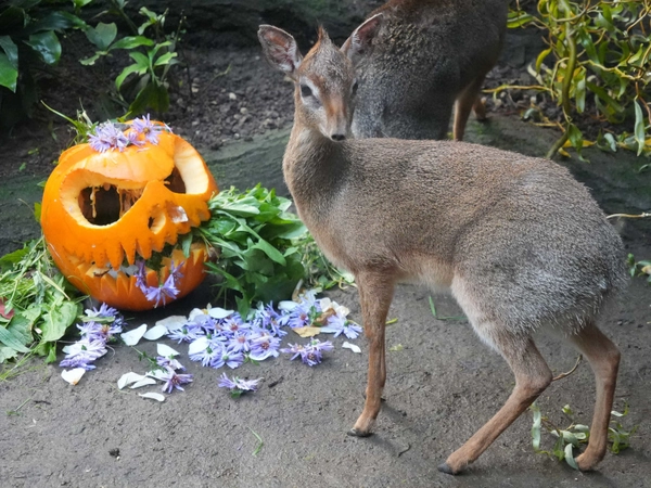 Kürbis beim Kirk Dikdik, Foto: Zoo Leipzig
