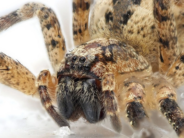 Nosferatu-Spinne, Foto: Naturkundemuseum Leipzig