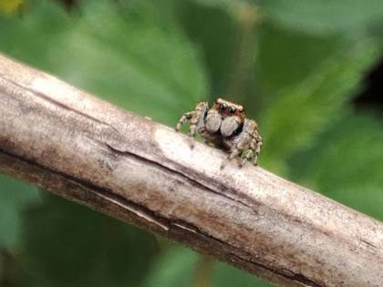 Spinnen suchen im November: Naturkundemuseum Leipzig ruft zum Mitmachen auf!