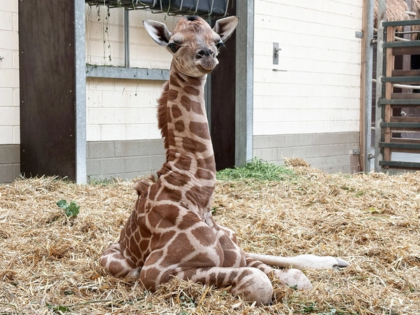 Giraffenjungtier von Sipiwe, Foto: Zoo Leipzig