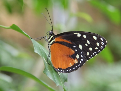 VielFalterGarten: Führung im Schmetterlingshaus des Botanischen Garten Leipzig