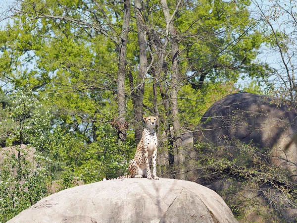 Gepradenweibchen in der Kiwara-Kopje, Foto: Zoo Leipzig