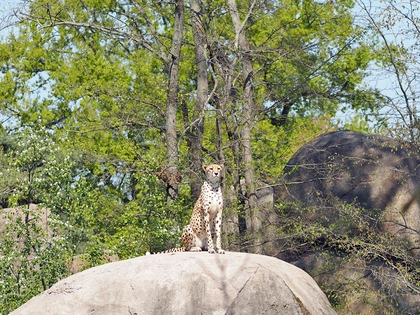 Entdeckertage Raubtiere am kommenden Wochenende im Zoo Leipzig Entdeckertage Raubtiere am kommenden Wochenende im Zoo Leipzig