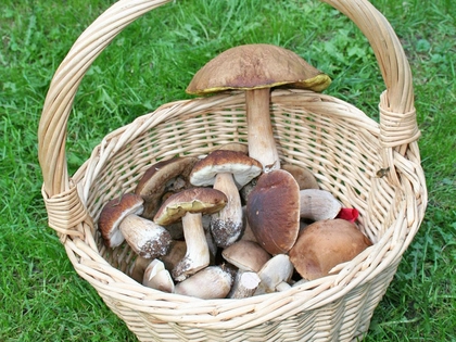 Pilze im Fokus des Naturkundemuseums Leipzig