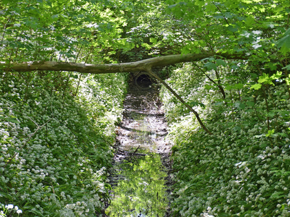 Das Projekt Lebendige Luppe lädt zur Radexkursion in den Leipziger Auwald ein