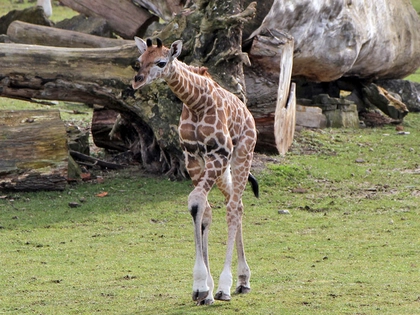 Namensaufruf für Giraffenjungtier im Zoo Leipzig gestartet Namensaufruf für Giraffenjungtier im Zoo Leipzig gestartet