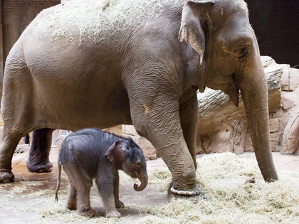 Elefantenkalb im Zoo Leipzig geboren Elefantenkalb im Zoo Leipzig geboren