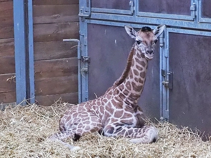 Giraffennachwuchs im Zoo Leipzig: Sipiwe brachte ein weibliches Jungtier zur Welt Giraffennachwuchs im Zoo Leipzig: Sipiwe brachte ein weibliches Jungtier zur Welt