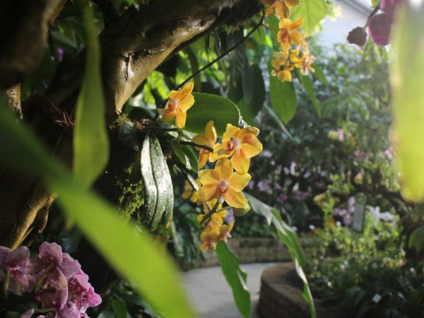 Tropischer Blütenzauber zur Orchideenschau im Botanischen Garten Leipzig, Foto: Botanischer Garten