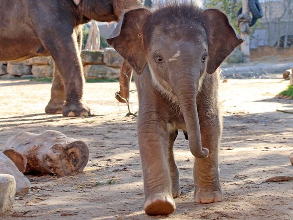 Selbstbewusst unterwegs - der kleine Elefantenbulle im Zoo Leipzig, Foto: Zoo Leipzig