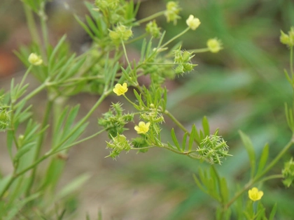 Frühjahrstagung der Arbeitsgemeinschaft sächsischer Botaniker in Leipzig Frühjahrstagung der Arbeitsgemeinschaft sächsischer Botaniker in Leipzig