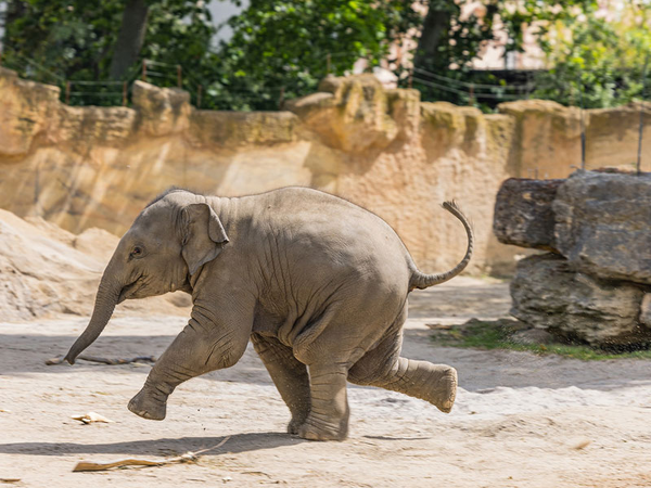 Elefantenkalb auf der Außenanlage, Foto: Zoo Leipzig