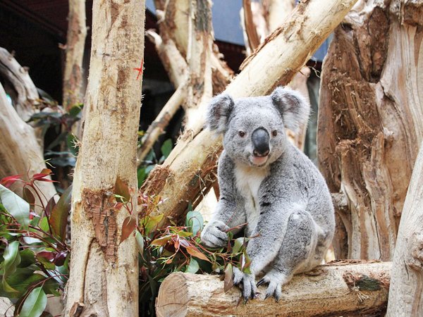 Ausgezeichnet: Koala-Haus mit Oobi-Ooobi, Foto: Zoo Leipzig