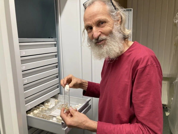 Bürgerwissenschaftler Frank Borleis bei der Arbeit an der Zeißler-Sammlung, Foto: Naturkundemuseum Leipzig