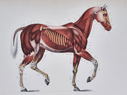 Wiedereröffnung: Ausstellung „Von der Schönheit und den Leiden der Pferde“ in der Bibliotheca Albertina