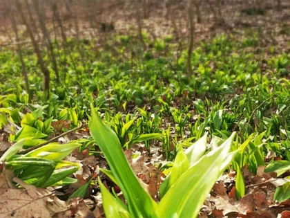 Bärlauch darf in Leipzig nur für den Eigenbedarf gepflückt werden