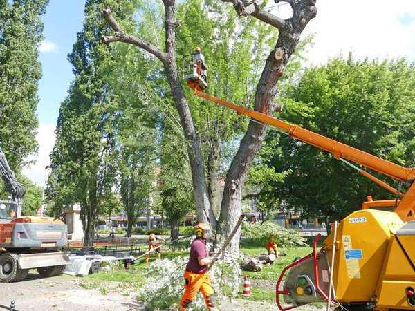 Baumfällarbeiten im Park gegenüber des Hauptbahnhofs, Foto: Stadtreinigung Leipzig