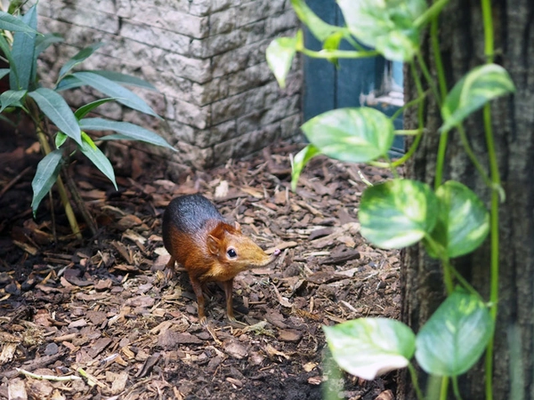 Die Neuen im Vogelhaus: Rotschulter Rüsselhündchen, Foto: Zoo Leipzig