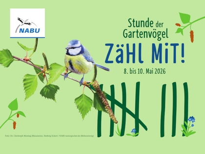 NABU Sachsen lädt zur 22. „Stunde der Gartenvögel“ ein