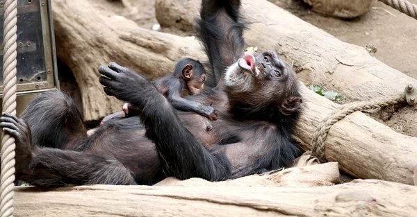 Schimpansin Natascha aus dem Zoo Leipzig mit Jungtier 