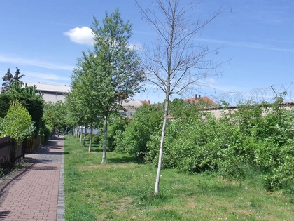 Neue App zum Bäume gießen: LEIPZIG GIESST – die Stadt ist unser Garten