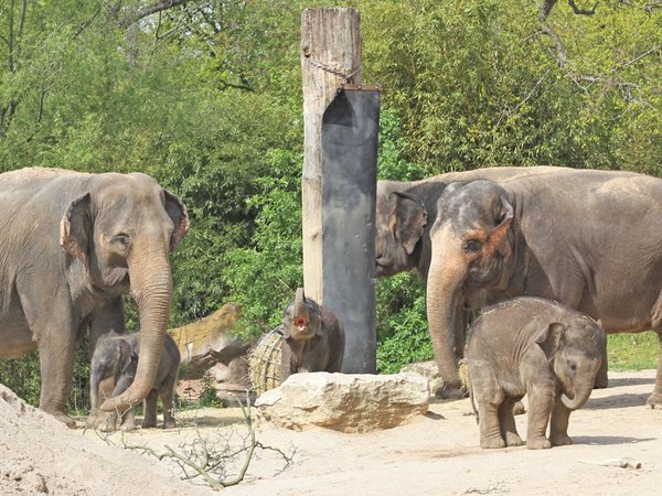 Elefantenkühe Kewa Thuza und Pantha mit ihren Kälbern, Foto: Zoo Leipzig