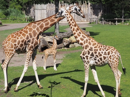 Giraffenjungtier erkundet Savanne - Zoo Leipzig startet den Namensaufruf