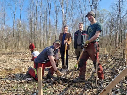 Neue Stieleichen für das Leipziger Rosental
