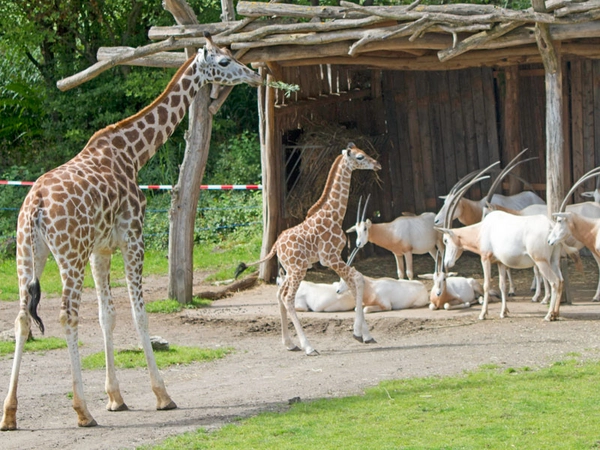 Begleitet von Halbschwester Niara entdeckt Tamikas Tochter die Säbelantilopen, Foto: Zoo Leipzig