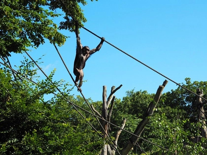 Entdeckertage Menschenaffen im Zoo Leipzig Entdeckertage Menschenaffen im Zoo Leipzig