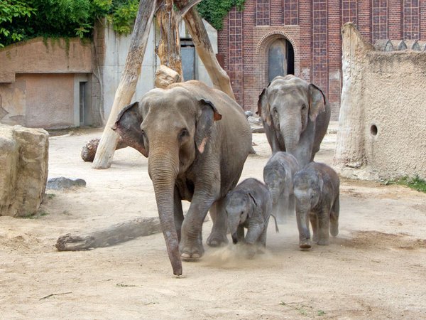 Elefantennachwuchs im Zoo Leipzig, Foto: Zoo Leipzig
