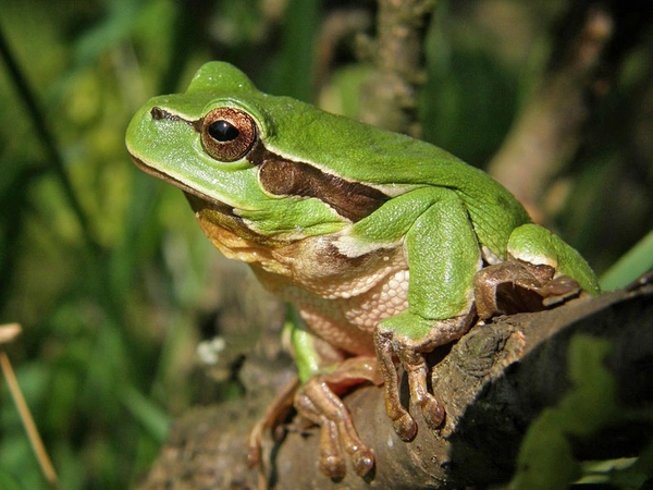 Europäischer Laubfrosch ist Leipziger Auwaldart 2022, Foto: pixabay.com / saguari