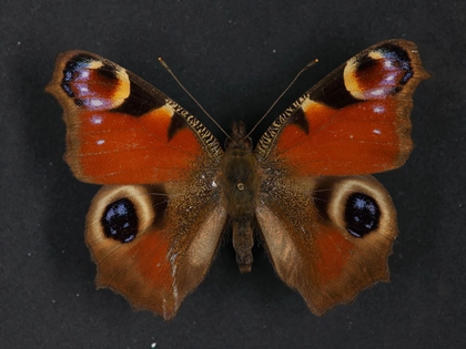 Großes Frühlingserwachen: Ausstellung im Paunsdorf Center in Zusammenarbeit mit Naturkundemuseum Leipzig