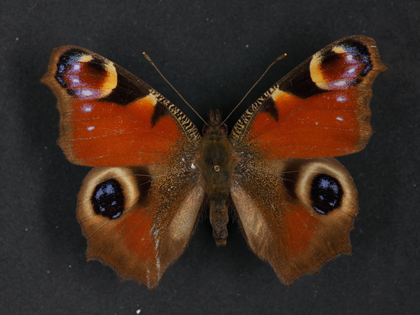 Tagpfauenauge, Foto: Naturkundemuseum Leipzig