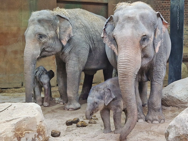 Thuza mit ihrer Tochter und Akito bei Oma Kewa, Foto: Zoo Leipzig