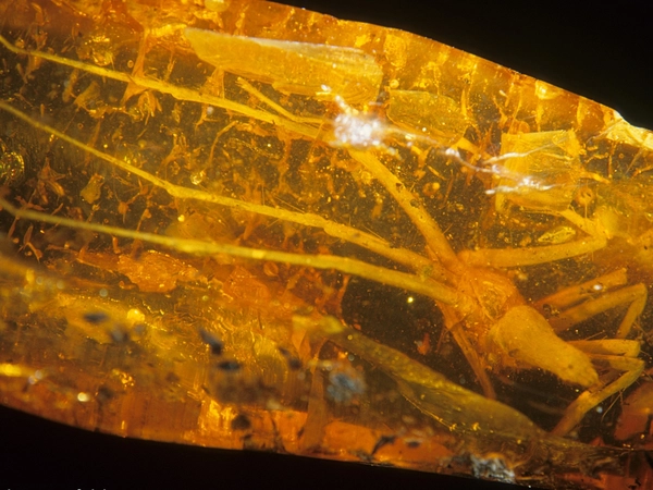 Bitterfelder Bernstein, Foto: Frank Trostheide