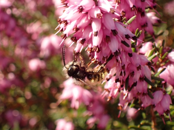 Gehörnte Mauerbiene Osmia cornuta, Foto: Rolf Engelmann