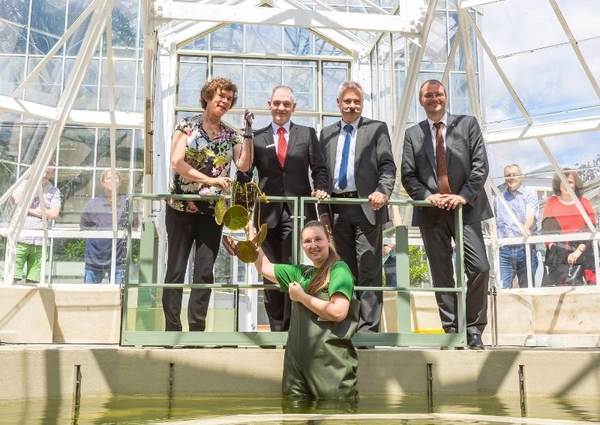 Prof. Dr. Beate Schücking, Heinrich Brendel, Ingo Fischer und Prof. Dr. Christian Wirth (v.l.n.r.), pflanzten zur Eröffnung des sanierten Victoriahauses mit Hilfe von Janet Klinger, Mitarbeiterin im Botanischen Garten (vorn), eine Riesenseerose ein.