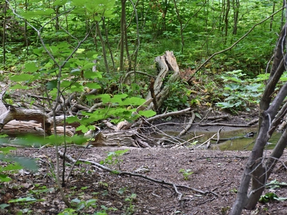 Barrierefreie Exkursion „Auf den Spuren der Lebendigen Luppe“ durch die Burgaue Barrierefreie Exkursion „Auf den Spuren der Lebendigen Luppe“ durch die Burgaue