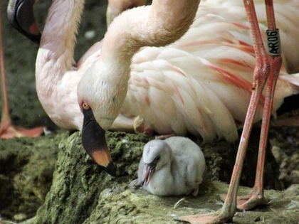 Erste Schlupferfolge bei den Zwergflamingos im Zoo Leipzig Erste Schlupferfolge bei den Zwergflamingos im Zoo Leipzig