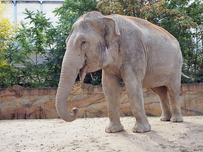 Zoo Leipzig: Abschied im Elefantenhaus Zoo Leipzig: Abschied im Elefantenhaus